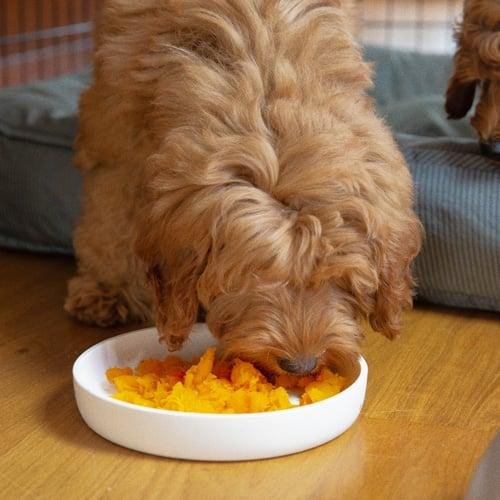 Is Pumpkin Safe for Dogs?