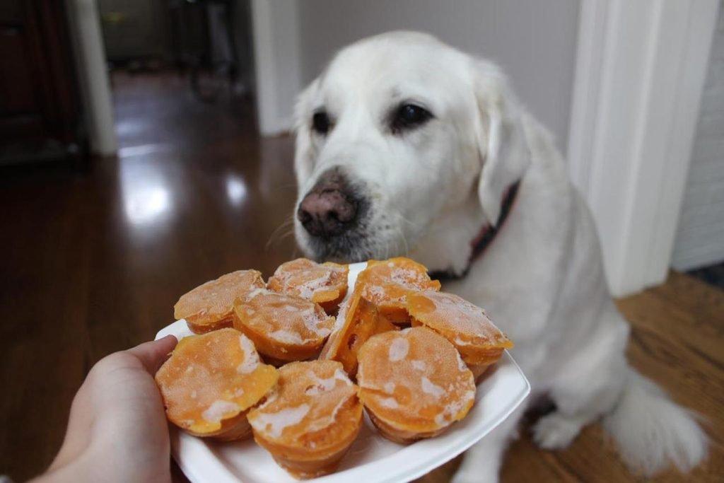 Frozen Pumpkin Dog Treats Recipe