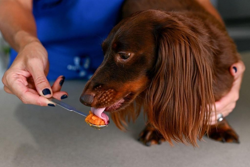Pumpkin Puree for Dog Diarrhea