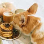 Easy 3-Ingredient Pumpkin Pancakes for Dogs