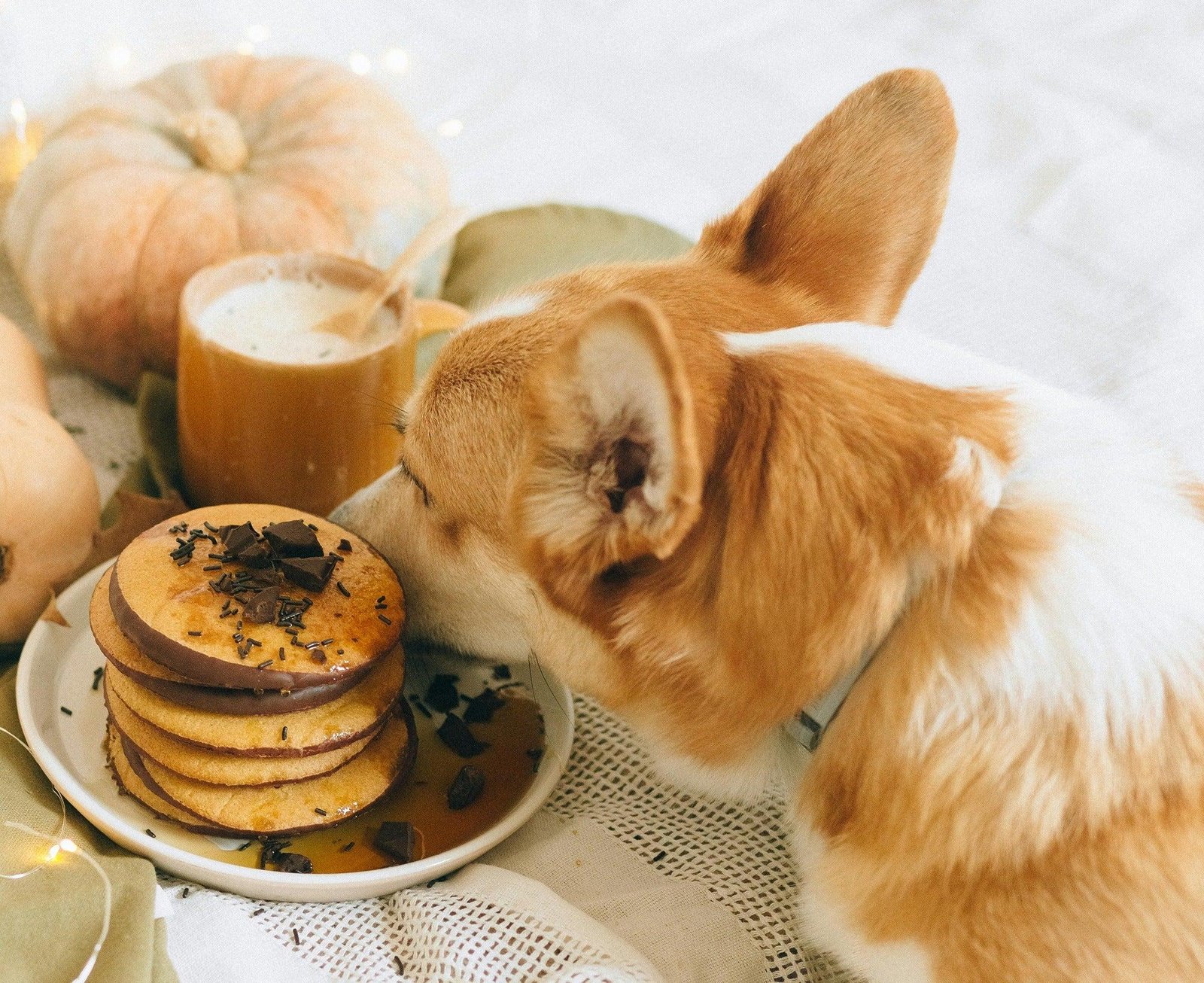 Easy 3-Ingredient Pumpkin Pancakes for Dogs