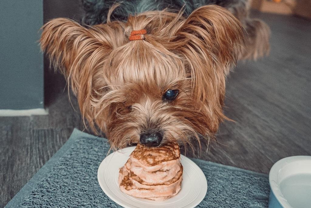 Easy 3-Ingredient Pumpkin Pancakes for Dogs