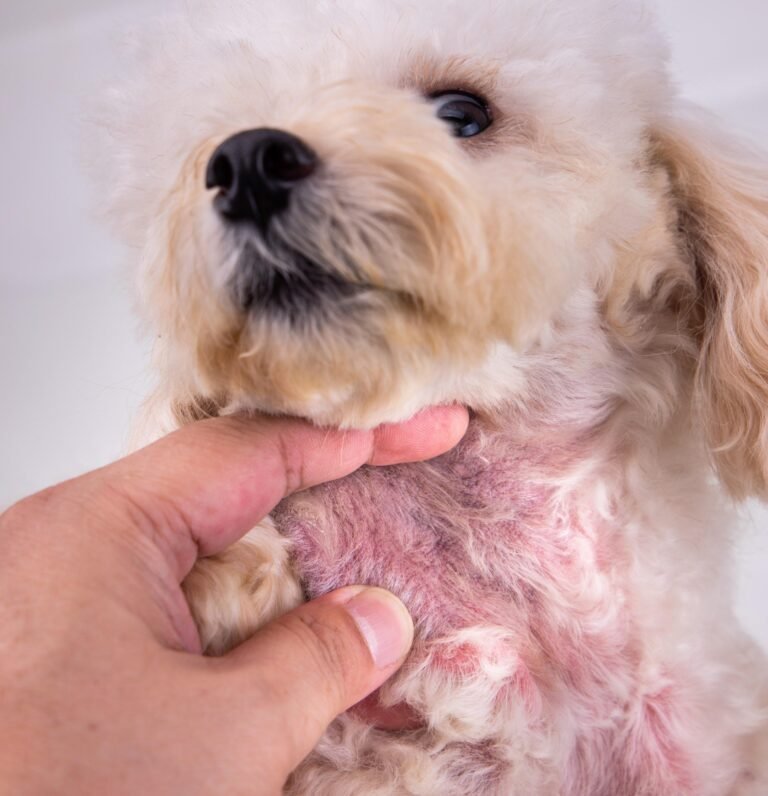 How I Cured My Dog’s Skin Allergy in 2 Weeks (The Natural Blueprint)